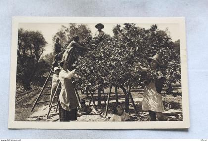 Cpa 1936, le Cannet, cueillette de la fleur d'oranger, Alpes Maritimes 06