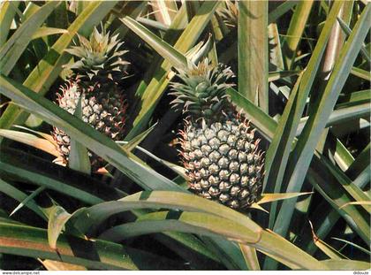 Martinique - Ananas - Pine-apples - CPM - Voir Scans Recto-Verso