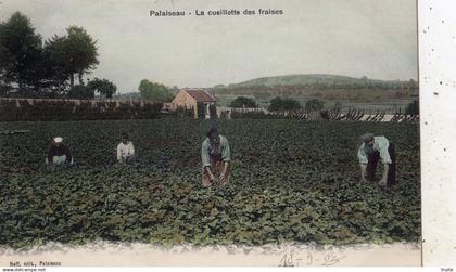 PALAISEAU LA CUEILLETTE DES FRAISES ( CARTE COLORISEE )