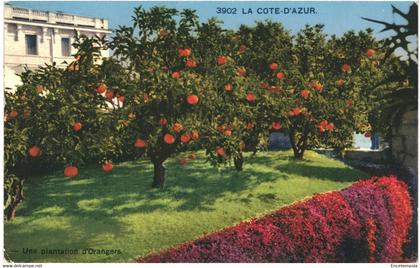 CPA-Carte Postale France Côte d'Azur une plantation d'orangers  VM53385