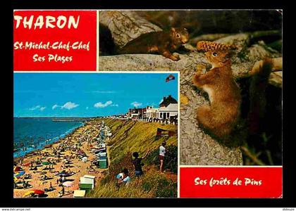 44 - Tharon Plage Saint Michel Chef Chef - Multivues - Plage - Ecureuil - CPM - Voir Scans Recto-Verso