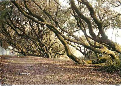 17 - Saint Palais sur Mer - Chemin des Yeuses - CPM - Voir Scans Recto-Verso