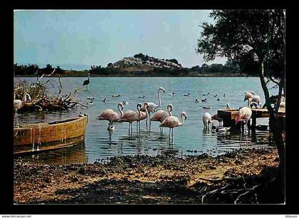 11 - Sigean - Réserve Africaine de Sigean - Flamants roses - CPM - Voir Scans Recto-Verso