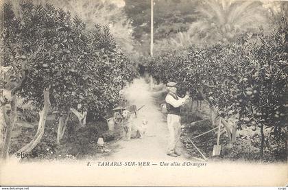 CPA Tamaris-sur-Mer Une Allée d'Orangers