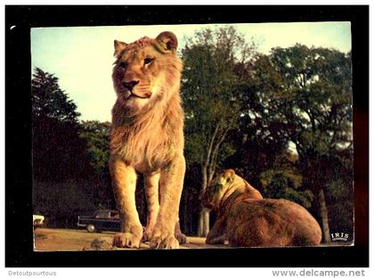 THOIRY Yvelines 78 : lions de la réserve africaine du château de Thoiry  zoo lion Löwe  1970 Peugeot 404