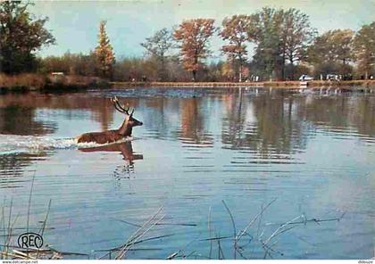 18 - Vierzon - Chasse à Courre - Cerf dans l'étang aux environs de Vierzon - CPM - Voir Scans Recto-Verso