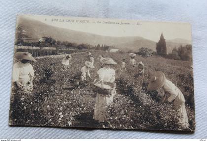 la cueillette du Jasmin, Alpes Maritimes 06