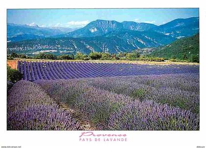 13 - Provence - Image de Provence - Champs de lavande - CPM - Voir Scans Recto-Verso