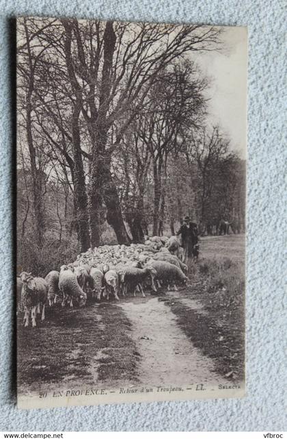 en Provence, retour d'un troupeau, bouches du Rhône 13