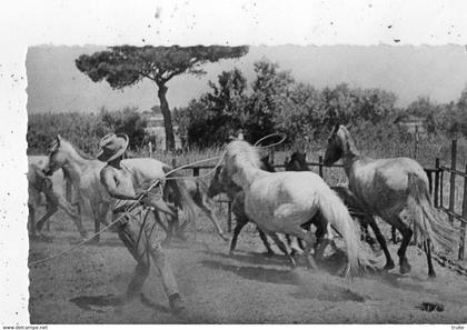 AIGUES-MORTES LE GRAU-DU-ROI SCENE DE CAPTURE D'UN CHEVAL SAUVAGE AU LASSO