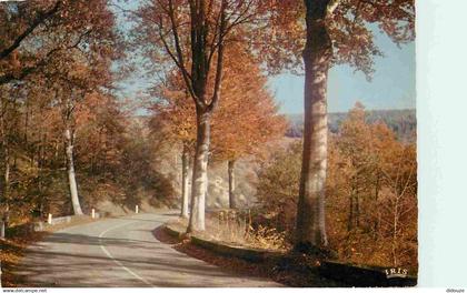 87 - Haute Vienne - Limousin - Autone en Limousin - Forêt - Carte Dentelée - CPM - Voir Scans Recto-Verso