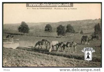 19 Arnac-Pompadour - Haras de OMPADOUR - Poulinières dans un Paddock - cpa