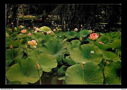 32 - Barbotan les Thermes - Un Champ de Lotus - Fleurs - Flamme Postale de Barbotan les Thermes - CPM - Voir Scans Recto