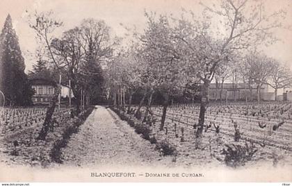 BLANQUEFORT(VIN) VIGNOBLE(ARBRE)