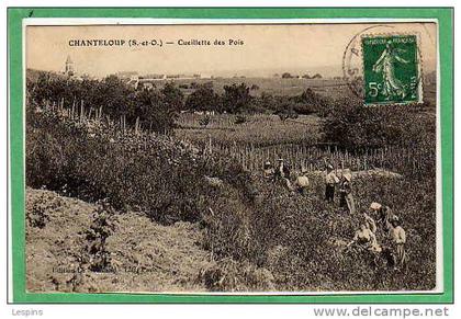 CHANTELOUP LES VIGNES -- Cueillette de Pois