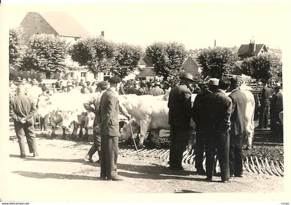 Photographie - Foire aux Boeufs de Corbigny