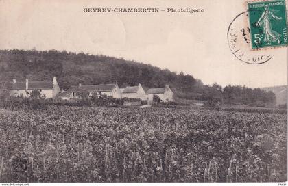 GEVREY CHAMBERTIN