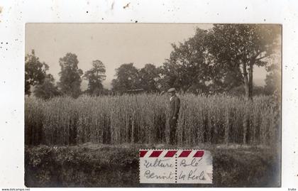 LA REOLE CULTURE BLE BENOIT ( CARTE PHOTO )