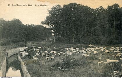 LES ESSARTS LE ROI(MOUTON)