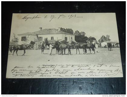 NEGREPELISSE - DEPOT DE REMONTE DE LAVERGNE - CHEVAUX - 82 TARN & GARONNE (Q)