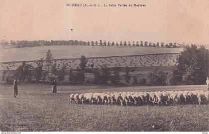 NOISEAU(BERGER) MOUTON