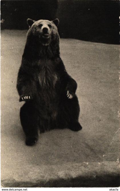 CPA PARIS 12e-Parc Zoologique-Un Ours Grizzly (322611)