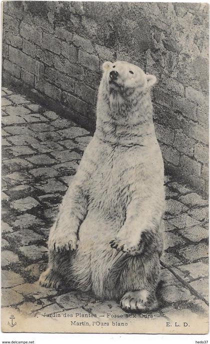 Paris - Jardin des Plantes - Fosse aux Ours - Martin, l'Ours blanc