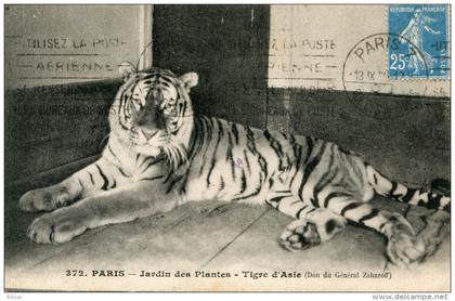 PARIS(JARDIN DES PLANTES) TIGRE