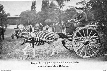 PARIS(ZEBRE)