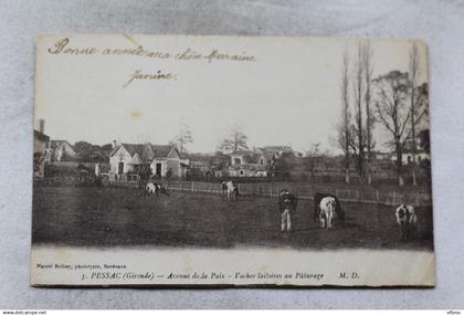 Cpa 1920, Pessac, avenue de la Paix, vaches laitières au pâturage, Gironde 33