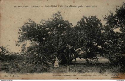 84 - PIOLENC - Le Châtaignier séculaire