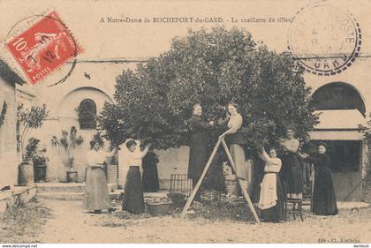 30 // A Notre Dame de ROCHEFORT DU GARD, la cueillette du tilleul