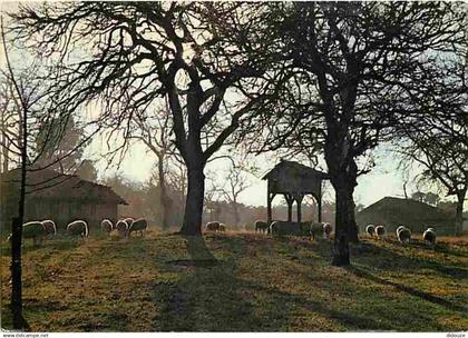 40 - Sabres - Parc  Naturel Régional des Landes de Gascogne - Pacage sur l'airial - CPM - Voir Scans Recto-Verso