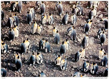 : réf : T-12- 003 : iles Australes manchots royaux