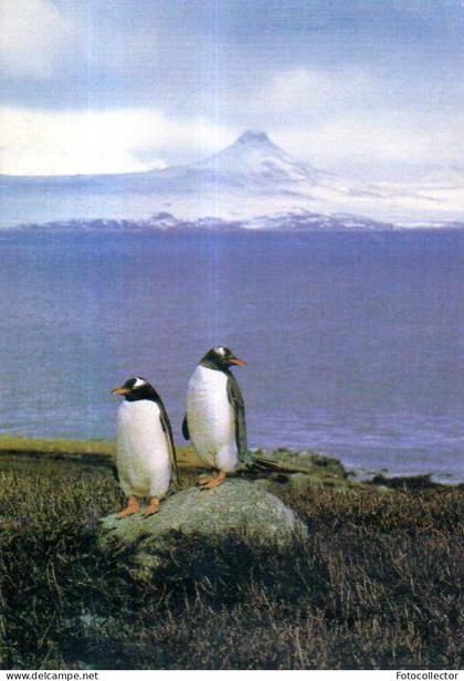 Terres Australes et Antartiques Françaises (TAAF) : Manchots papous