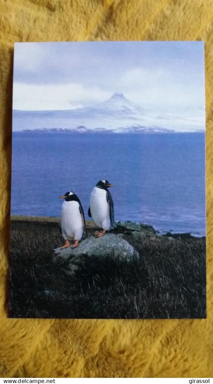 CPM TAAF TERRES AUSTRALES ET ANTARCTIQUES DE FRANCAISES MANCHOTS PAPOUS KERGUELEN A FATRAS LABOUREUR