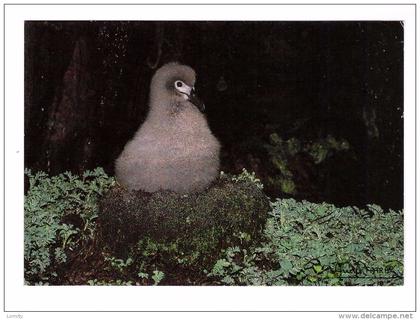 TAAF terres australes antrctiques françaises poussin albatros fuligineux à dos clair phoebetria palpebrata