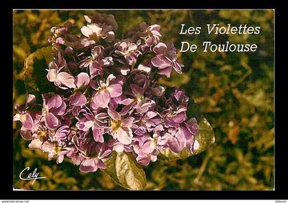 31 - Toulouse - Les Violettes de Toulouse - CPM - Voir Scans Recto-Verso