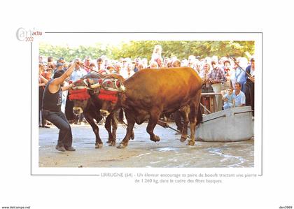 URRUGNE - Un éleveur encourage sa paire de boeufs tractant une pierre de 1.260 kg - Fêtes basques