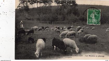 YSSINGEAUX LES MOUTONS AU PATURAGE