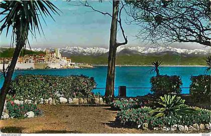 06 - Antibes - Vieille Ville - La vieille Ville - Au fond les Alpes neigeuses - CPM - Voir Scans Recto-Verso