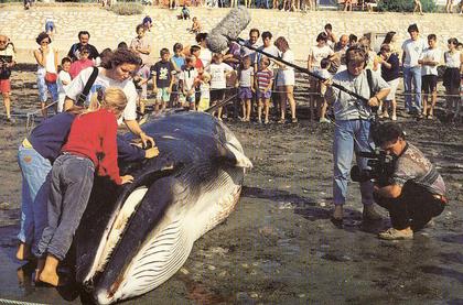 Plage Saint Guérin 56 - Rorqual échoué - Animaux - Ecologie - Evènement insolite