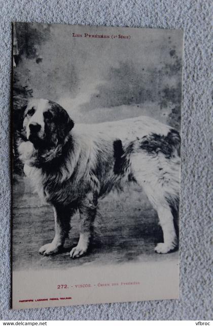 Viscos, chien des Pyrénées, animaux, Hautes Pyrénées 65