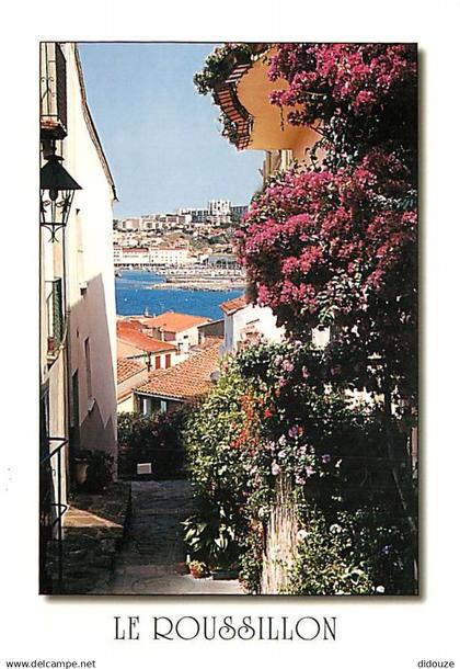 66 - Banyuls sur Mer - Ruelle - CPM - Voir Scans Recto-Verso