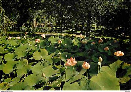 32 - Barbotan les Thermes - Les Lotus - Fleurs - Flamme Postale de Barbotan les Thermes - CPM - Voir Scans Recto-Verso