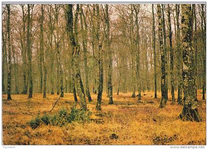 cp , RÉGIONS , BASSE NORMANDIE , Hêtraie en Hiver