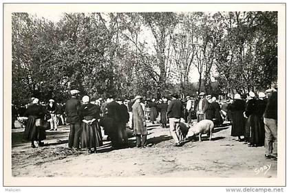 - finistere -ref -C936 - carhaix plouguer - ker ahes - la place du champ de foire ou marc hallac h - cochon - cochons -