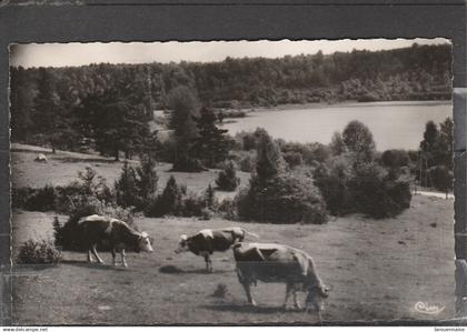 39 - CLAIRVAUX LES LACS - Pâturages au bord des Lacs