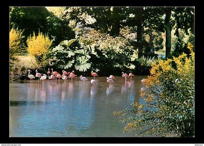 76 - Clères - Parc Zoologique de Clères - Flanants Roses et Rouges - Carte Neuve - CPM - Voir Scans Recto-Verso