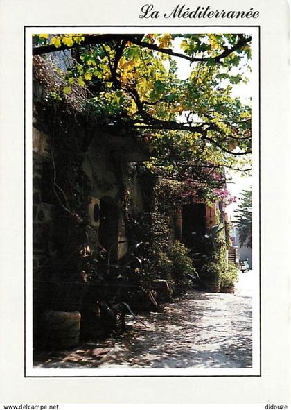 66 - Collioure - Vieille ruelle typique de Collioure - A l'ombre d'une treille - CPM - Voir Scans Recto-Verso